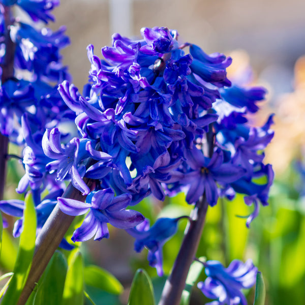 Hyacinth Delfts Blauw Flower Bulbs - AllThatGrows | 5 bulbs pack