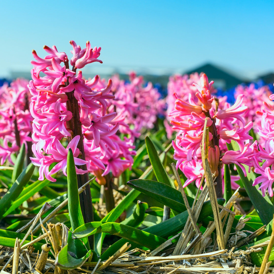 Hyacinth Jon Bos Bulbs