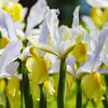 Iris Dutch Apollo Bulbs