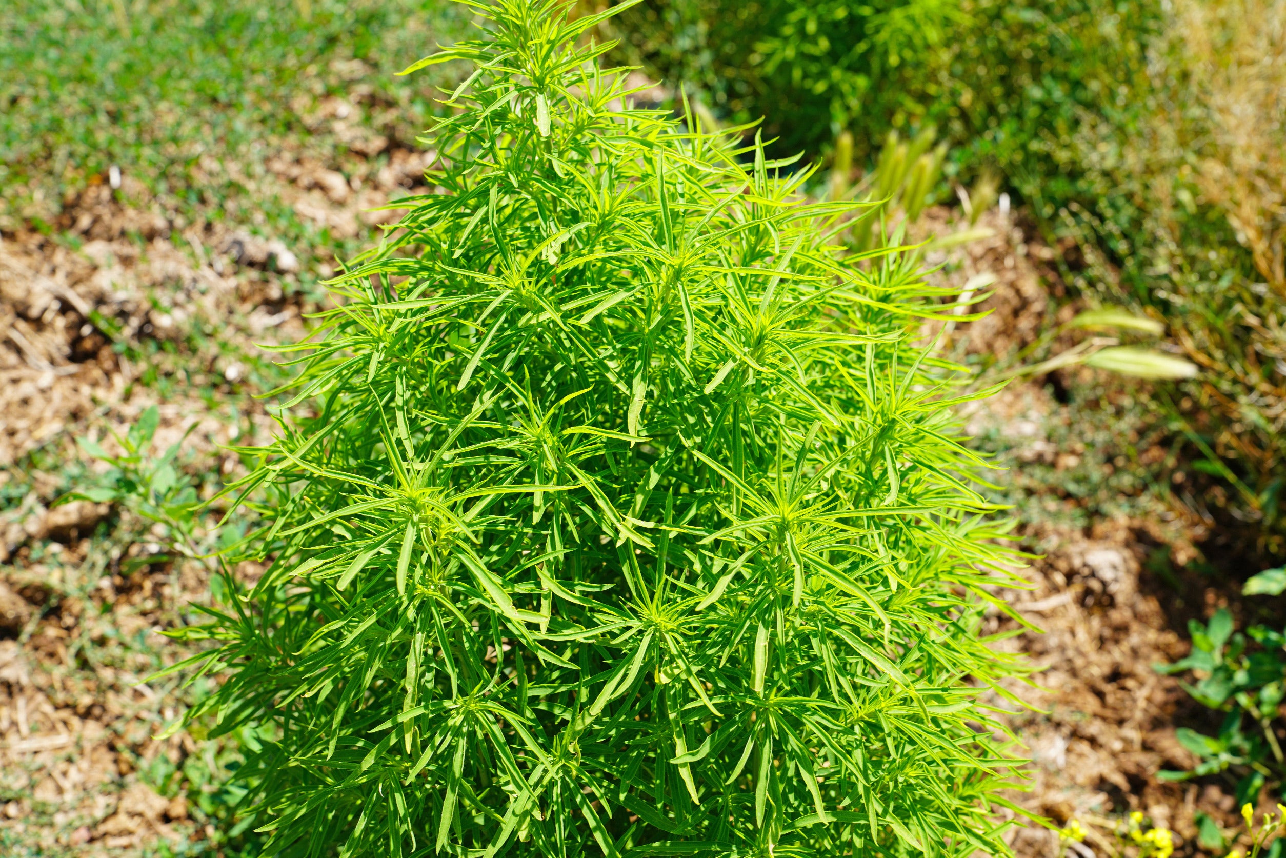 Kochia Green Bush Seed