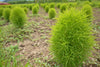 Kochia Green Bush Seeds