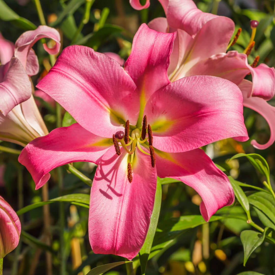 Asiatic Lily Pink Flower Bulbs