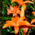 Asiatic Lily Orange Bulb Growing Kit