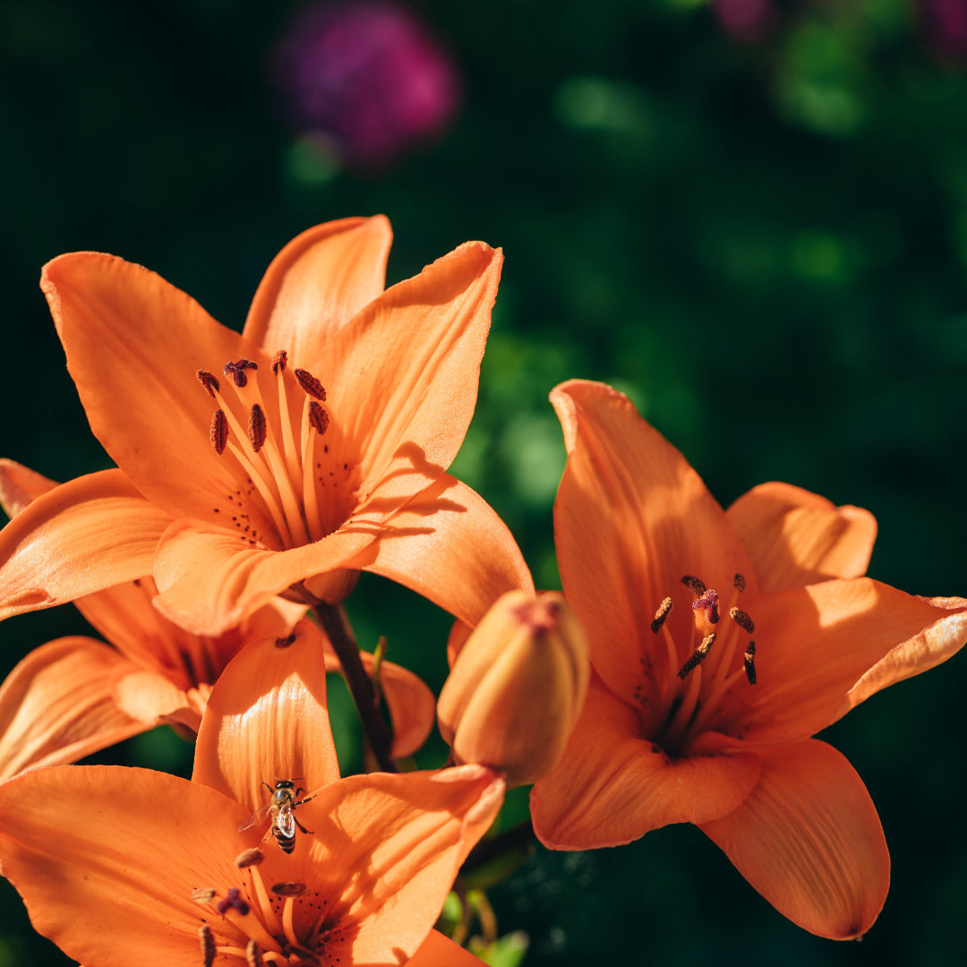 Asiatic Lily Orange Bulb Growing Kit