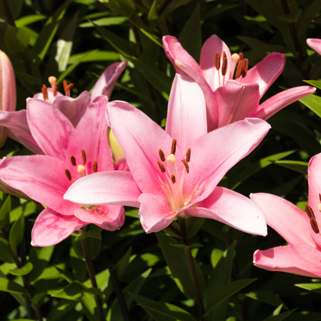 Asiatic Lily Pink Bulb Growing Kit