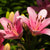 Asiatic Lily Pink Bulb Growing Kit