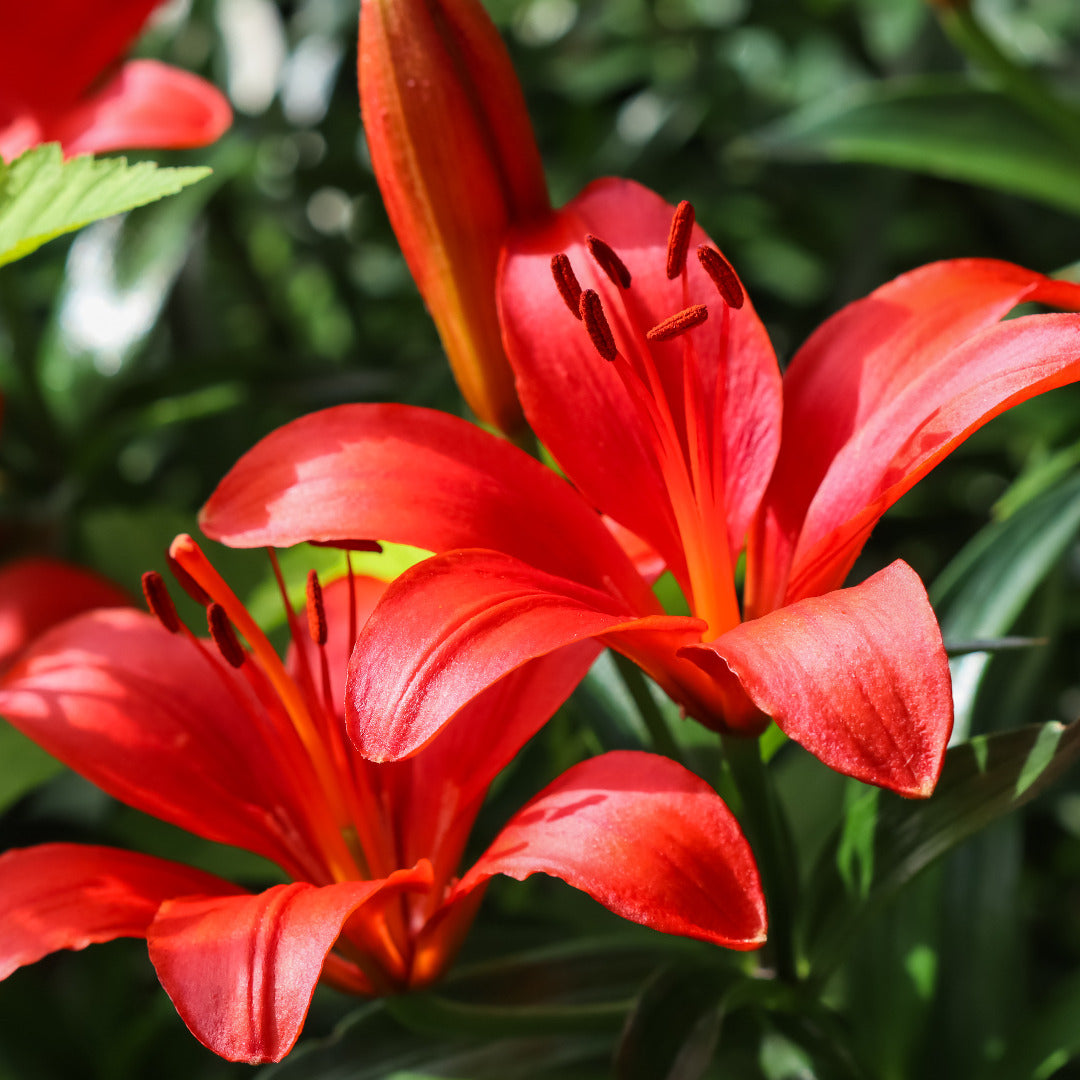 Asiatic Lily Red Bulb Growing Kit