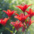 Asiatic Lily Red Bulb Growing Kit