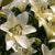 Asiatic Lily White Bulb Growing Kit