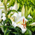 Asiatic Lily White Bulb Growing Kit