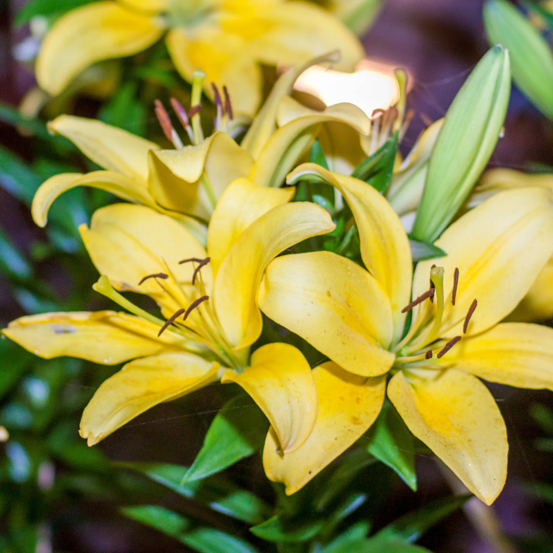 Asiatic Lily Yellow Bulb Growing Kit