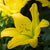 Asiatic Lily Yellow Bulb Growing Kit