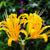 Lycoris Yellow Spider Lily