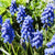 Muscari Armenicum Bulbs