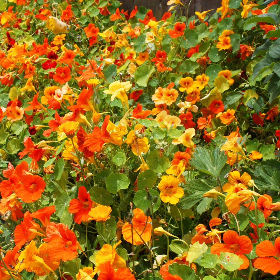 Nasturtium Dwarf Jewel Mix Seeds