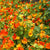 Nasturtium Dwarf Jewel Mix Seeds