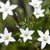 Ornithogalum Chincherinchee White Bulbs