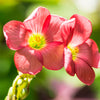 Oxalis Iron Cross Pink Bulbs