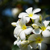 Oxalis White Bulbs