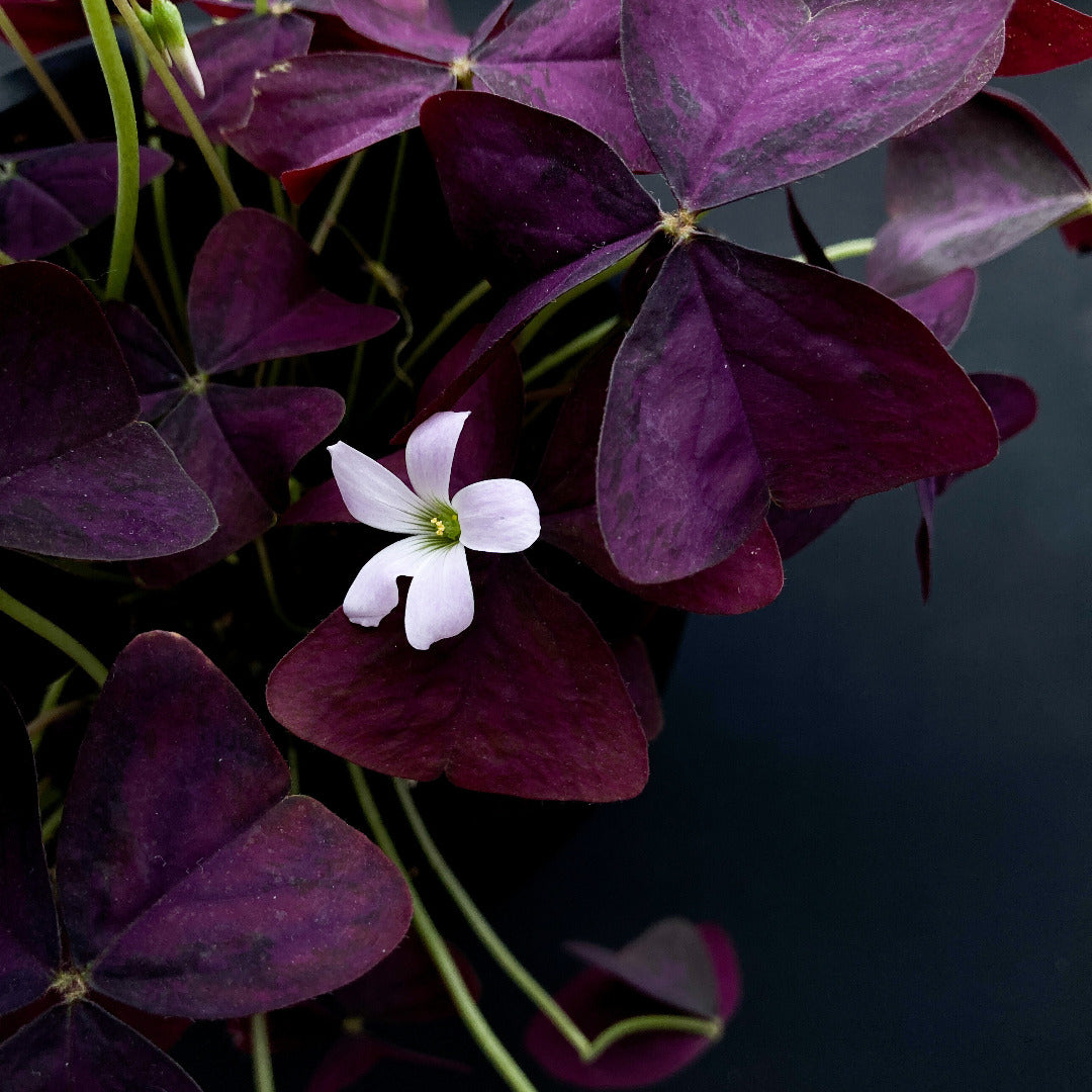 Oxalis Triangularis Purple Bulbs