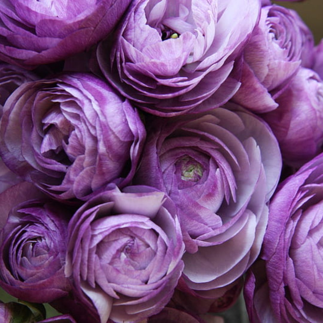 Ranunculus Purple Bulbs