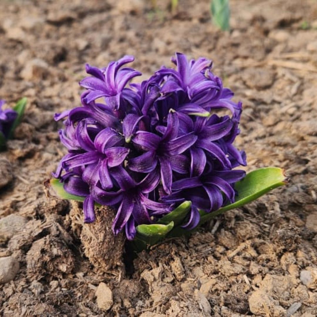 Hyacinth Delfts Blauw Bulbs