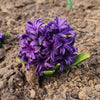 Hyacinth Delfts Blauw Bulbs