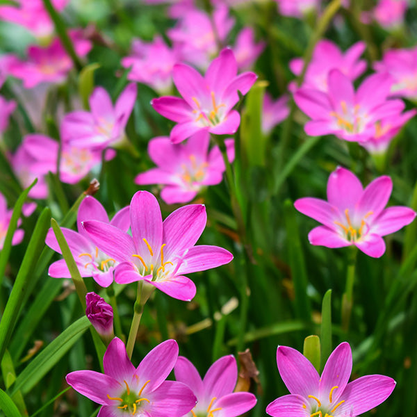 Rain Lily Rose Bulbs