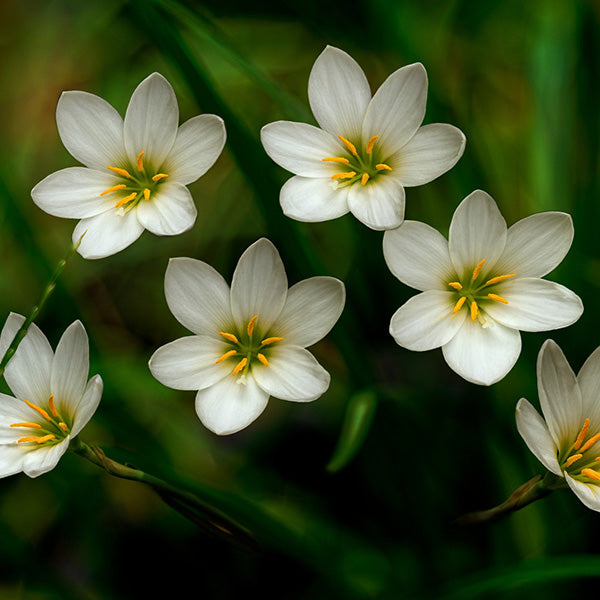 Rain Lily White Bulbs