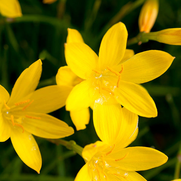 Rain Lily Yellow Bulbs