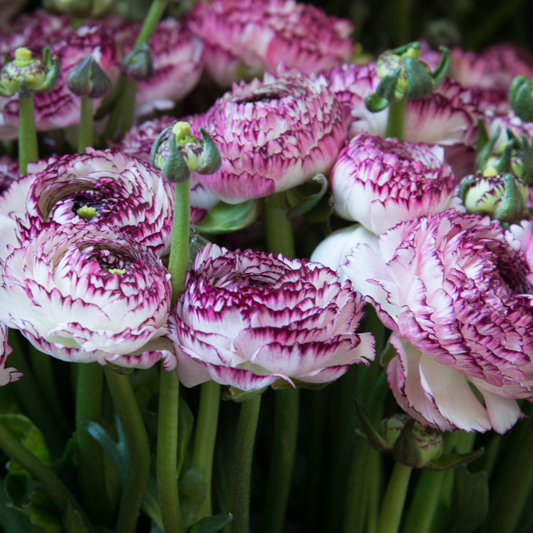 Ranunculus Creamy White and Burgundy Bulbs