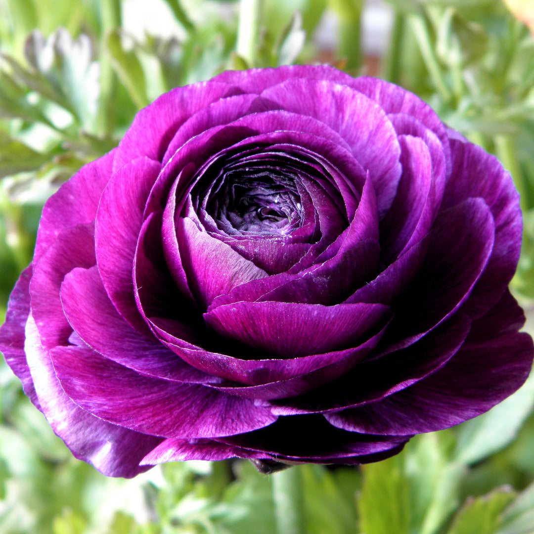 Ranunculus Double Purple Bulbs