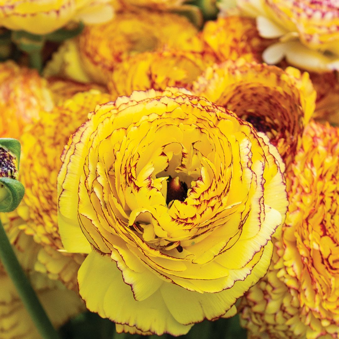 Ranunculus Double Yellow Bulbs