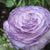 Ranunculus Light Purple Bulbs