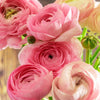 Ranunculus Pink Bulbs