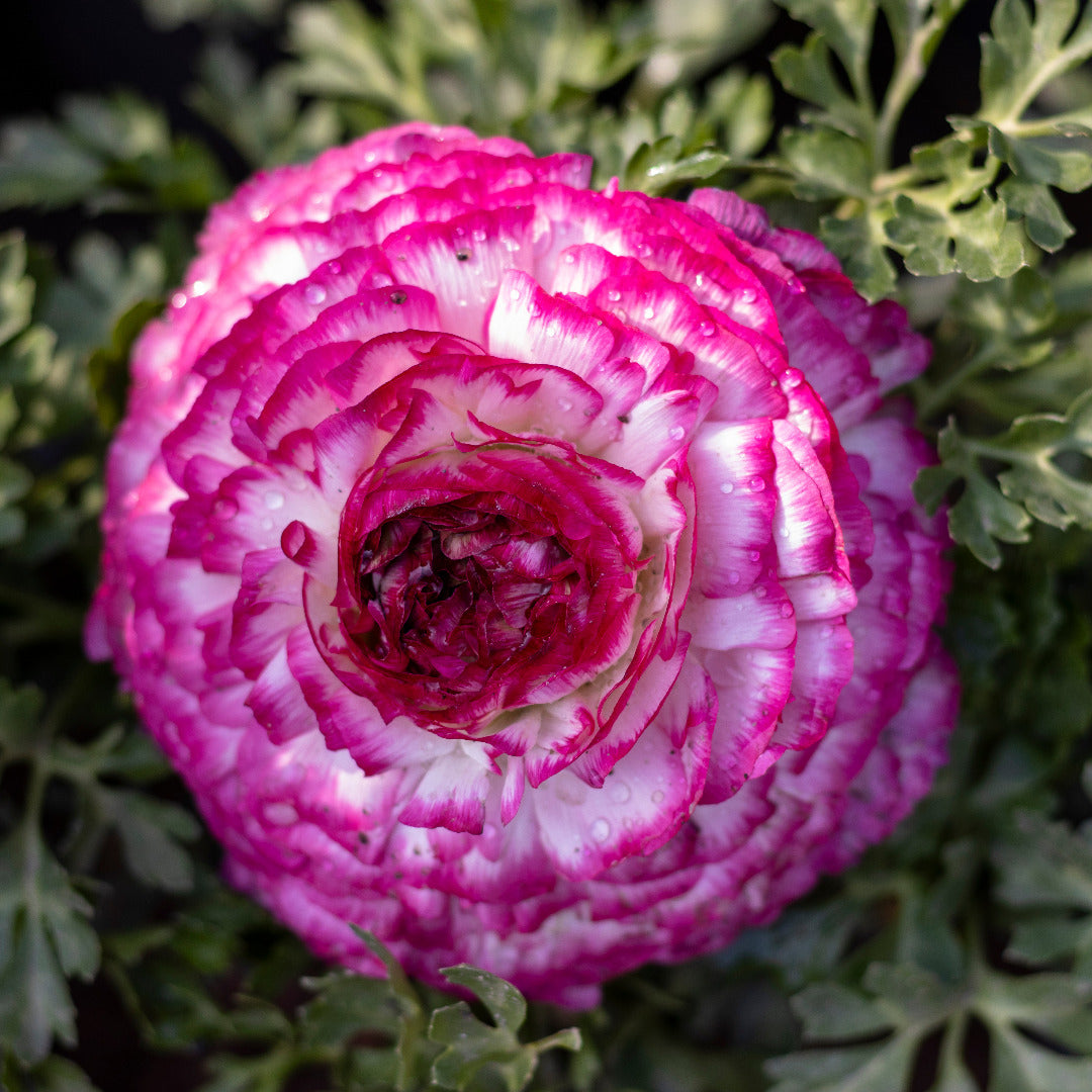 Ranunculus Pink and White Bulbs