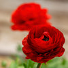 Ranunculus Red Bulbs