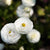 Ranunculus White Bulbs