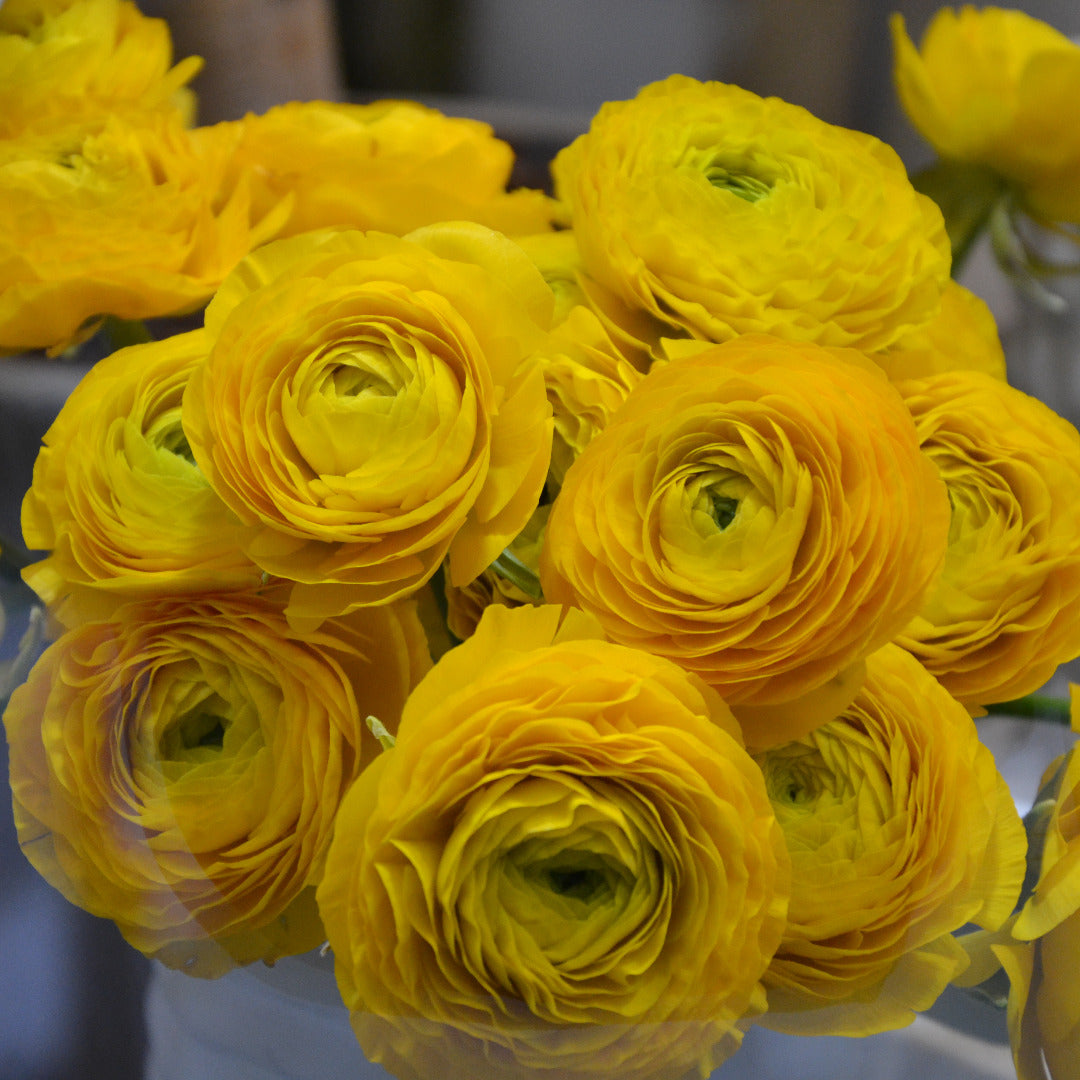 Ranunculus Yellow and Green Bulbs