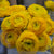 Ranunculus Yellow and Green Bulbs