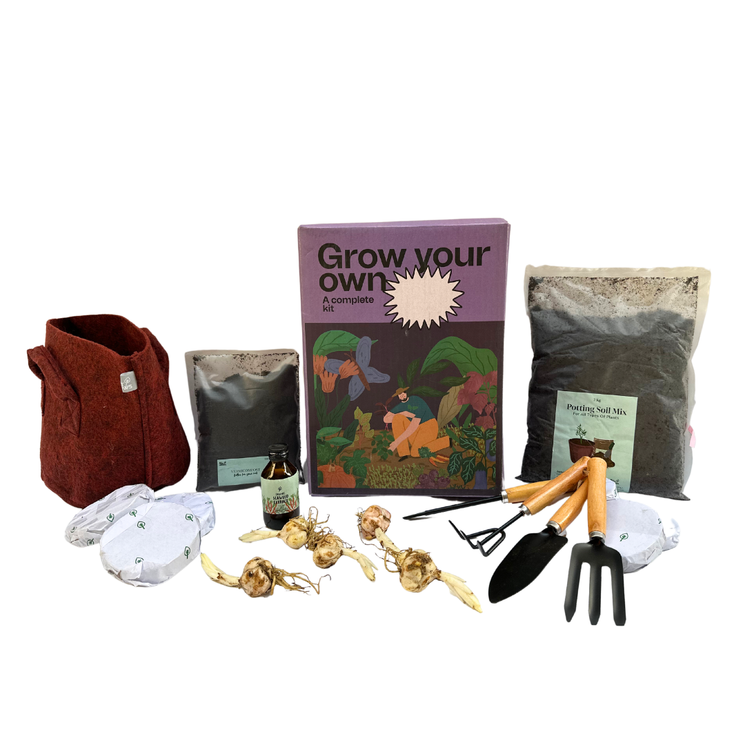 Asiatic Lily Red Bulb Growing Kit