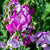 Sweet Pea Climbing Mix Seeds