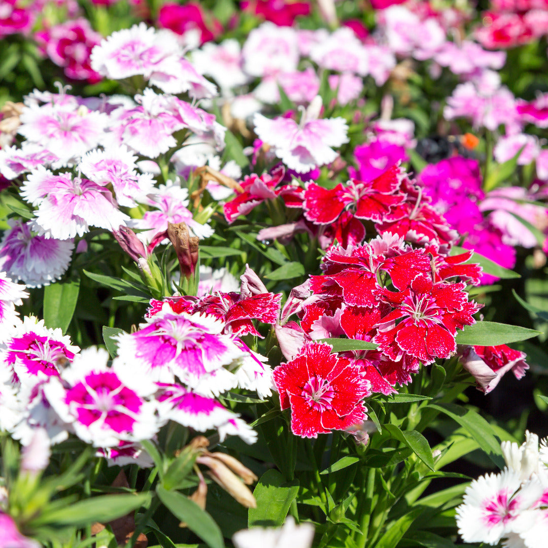 Sweet William Tall Single Mix