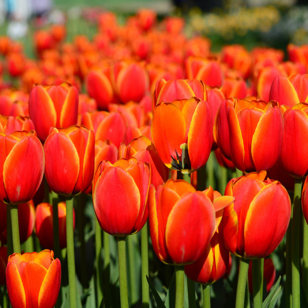 Discover the Beauty of Tulip Banja Luka Bulbs for Your Garden ...