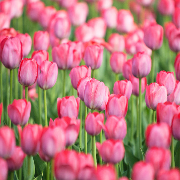 Tulip Big Love Bulbs - Add Elegance to Your Garden | AllThatGrows | 5 ...