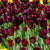 Tulip Black Jack Bulbs
