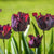 Tulip Black Parrot Bulbs