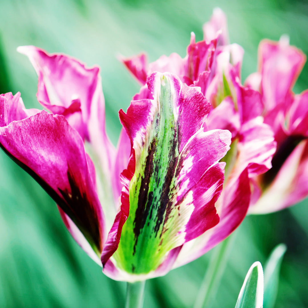 Tulip Fantasy Lady Bulbs