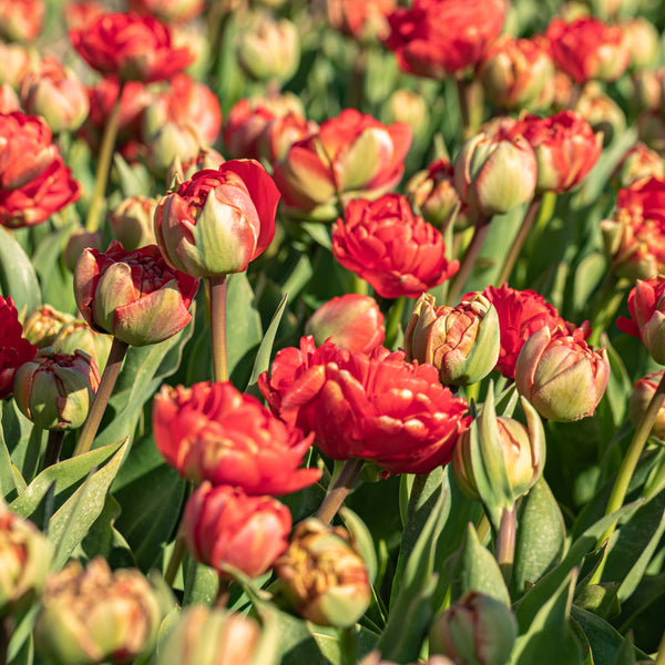 Tulip Double Flaming Bird Bulbs - Vibrant Parrot-Coloured Blooms ...