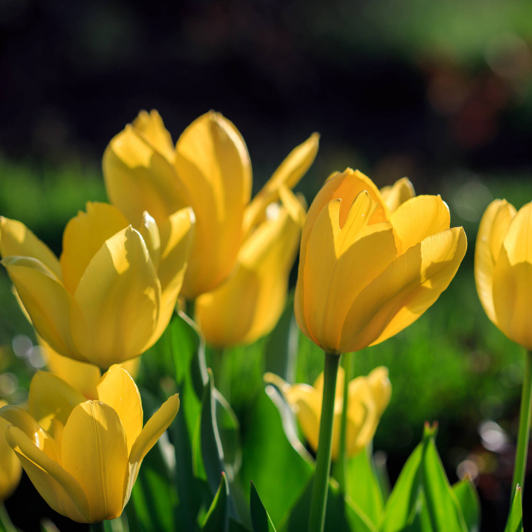 Tulip Novi Sun Bulbs